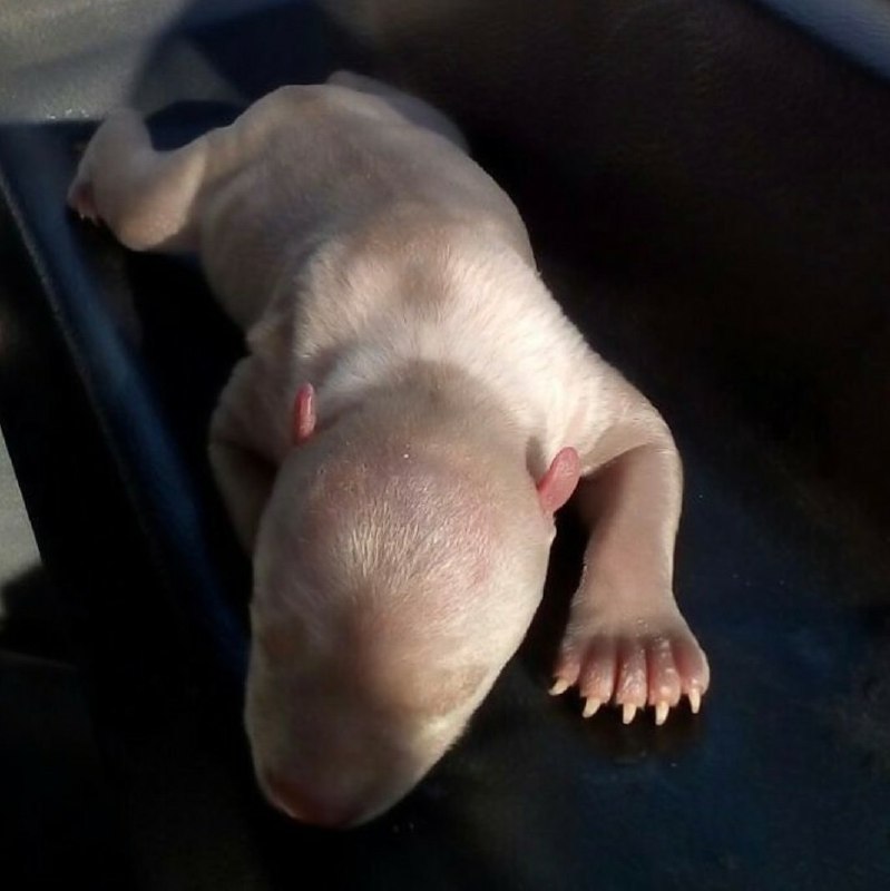 بچه #خرس سه روزه در دهکده طبیعت #قزوین که جناب نوری مثل بچه ازش مراقبت می‌کنه.به نقل از صفحه دکتر سید محمدمجابی، معاون سازمان محیط زیست1mohitban