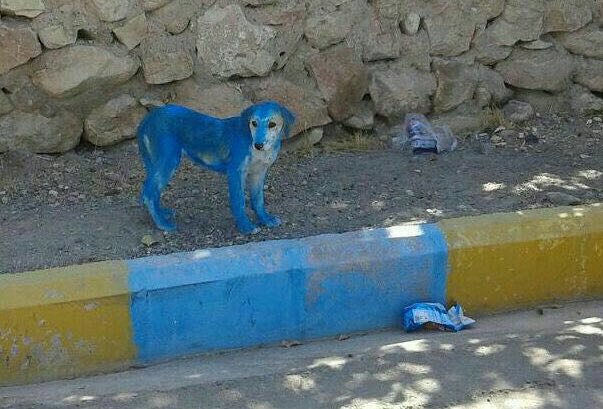 امیدوارم شهرداری قبل از استخدام حتماً آزمایش های روانی رو هم اضافه کنه...#شهرداری #سیرجان apgiti