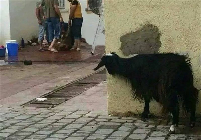 حقوق حیوانات در ایران