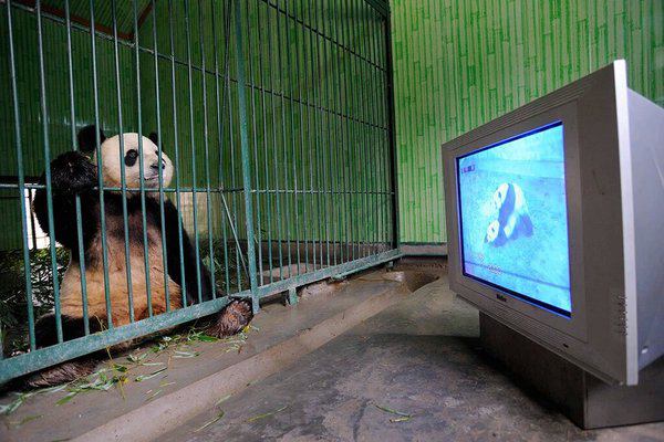 پانداها سردمزاج هستند، برای ترغیب به سکس و وزادوولد در باغ‌وحش‌ها واسشون فیلم پورن #پاندا پخش میشه HrXIII