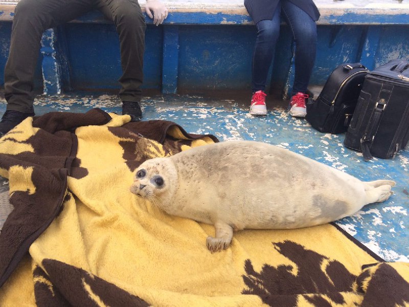 دومین مهمون پاییزی ما، امروز 17 مهرماه از مرز ترکمنستان و از تورهای ماهیان خاویاری سالم بیرون آورده شده #فوک_خزری Samanehfaezi
