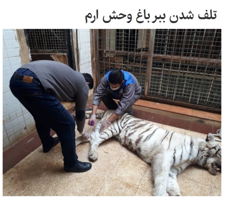 ۵ روز پیش در #باغ_وحش_ارم یک ببر نر پس از شکستن و تخریب حصار مجاور محل نگهداری ببر ماده به او صدمه زده و تازه دیروز این اتفاق به محیط زیست گزارش شده و امروز(جمعه) رئیس اداره #محیط_زیست تهران اعلام کرد ببر ماده تلف شده و نظارت ناکافی یکی از علل این اتفاق است. به همین سادگی! ebializadeبنابر گزارش اولیه باغ وحش پارک ارم ماده #ببر این باغ وحش به علت پارگی کامل نای و پارگی طولی مری و خفگی در اثر پنومونی استنشاقی بدلیل صدمه فیزیکی نزاع با ببر نر تلف شده است. isna📡 @VahidOnline