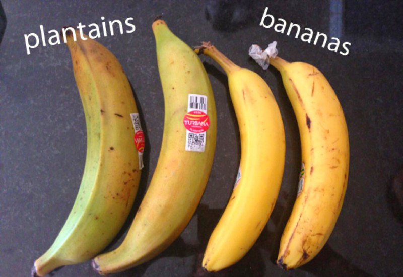 #پلانتین و #موز چنان شباهتی به هم دارند که ممکن است باعث اشتباه بدمزه‌ای شود. 😕پلانتِین، میوه‌ محبوب غرب آفریقا، کاراییب وآمریکای جنوبى را سرخ‌شده می‌خورند.Fahimehkhezr