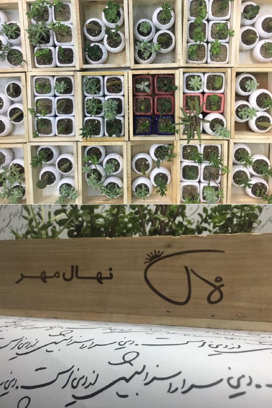 درباره #کاکتوس های #نهال_مهر می‌تونید از سام بپرسید