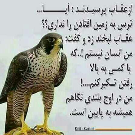 ghiozila