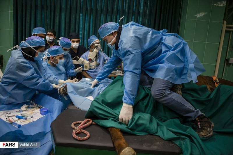 عکس روز- نخستین جراحی موفقیت‌آمیز آب مروارید چشم #اسب در ایرانRadioFarda_#دامپزشکی📡 @VahidOnline