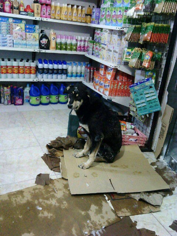 سردش بوده، گذاشته بیاد تو مغازه‌ش tousheh