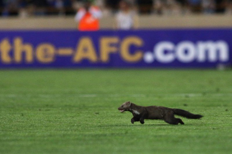 این جانور عجیب (#سمور باید باشه) بین دو نیمه روی چمن آزادی دوید و از میله بغل یکی از بلندگوها ناپدید شد.خیلی عجیب نیست؟PejmanRahbar