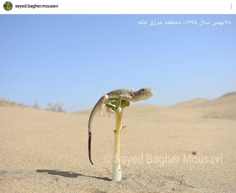 راه‌کار «آگمای سر وزغی» برای فرار از داغی شن‌های بیابانی منطقه مرزی فکه در خوزستانعکس از سیدباقر موسویSadraMohaqeq