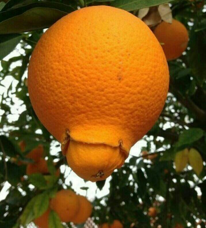 پرتقال دان زا دانmostafa_mcs666