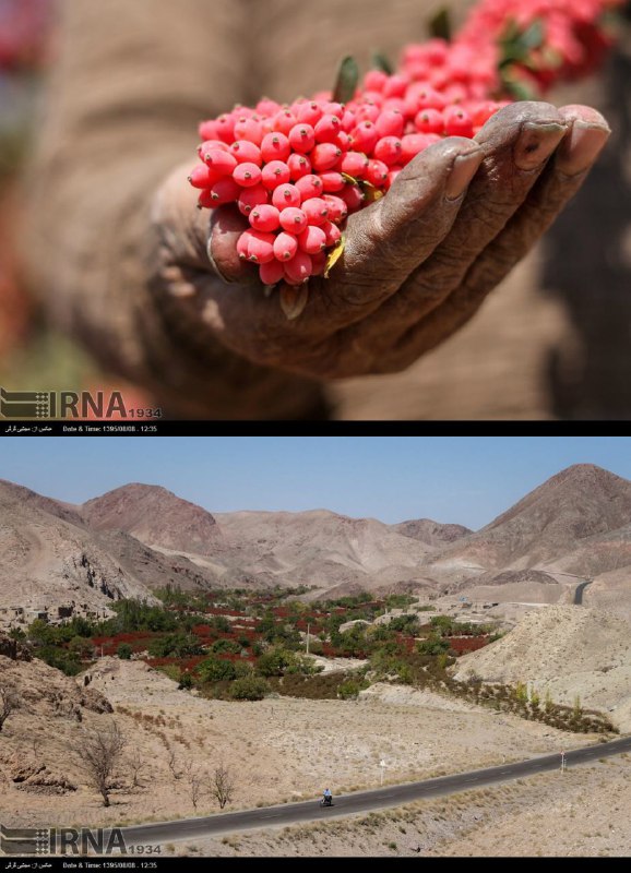 زرشک از نزدیکزرشک از دور📡 @VahidOnlineگزارش تصویری ایرنا از آغاز فصل برداشت #زرشک در #خراسان_جنوبی vhdo.nl/2f0nPVu