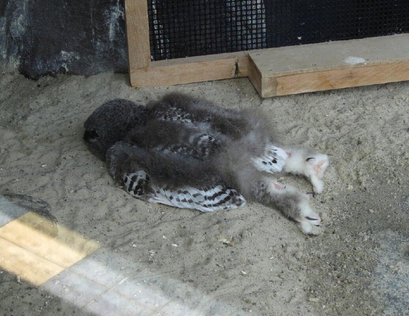 عِرفْ خُسروی