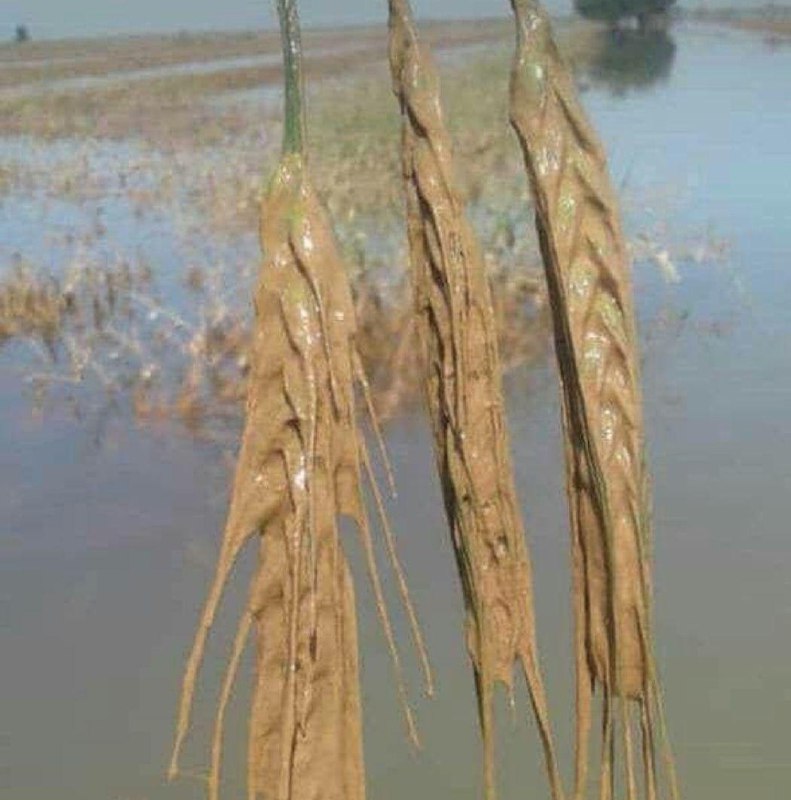 اردیبهشت... فصل برداشت #گندم در #خوزستان است... و این وضعیت محصول گندم‌زارهای خوزستانه 😢mohamad6709این دریاچه نیست، یه گندم زاره که زیر آب رفته (سوسنگرد) manam_abbasدرباره عکس مشابه دیگری