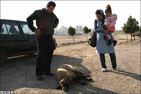 حقوق حیوانات در ایران