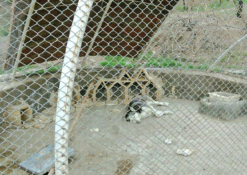 این یکی از صدها #هاسکی است که بعد از برطرف کردن حس متفاوت‌بودن صاحب‌شان طرد شده است. این یکی در باغ پرندگان قمصر #کاشان در این قفس زندانی است.tousheh