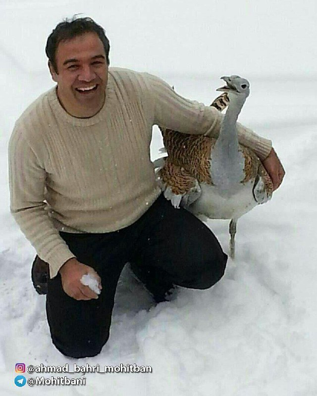 #میش‌مرغ؛ سنگین وزن ترین #پرنده قادر به پرواز جهان!#هیوا ۲ سال پیش مادرش را از دست داد و حالا پیش محیط‌بانان #بوکان زندگی میکنه.رحیم عبدالکریمی1mohitban