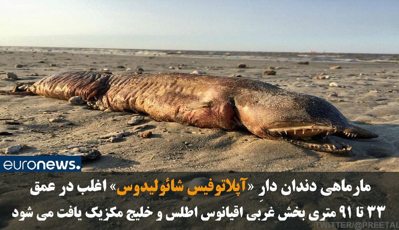 جانور عجیبی که طوفان #هاروی به ساحل #تگزاس آورد اطلاعات بیشتر