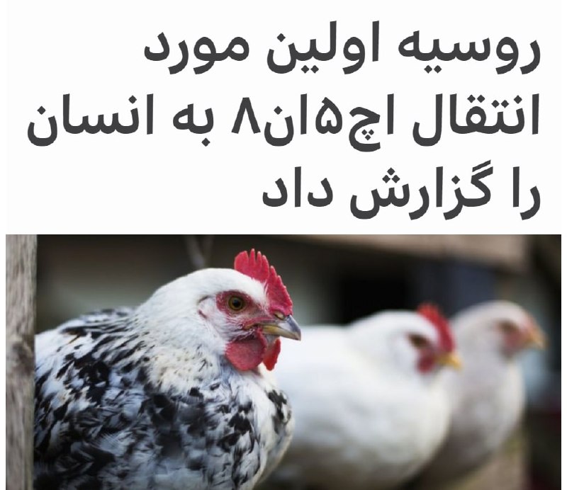 خدایا بسه دیگه خسته شدیمchiefFarhadخدایا روش‌های دیگه‌ای هم هست. یه ذره خلاقیت به خرج بده.PajouhiPariaروسیه اولین مورد از انتقال یک نوع #آنفلوآنزای_مرغی به نام 