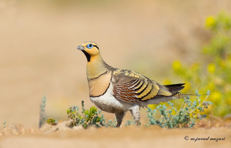 بهترین عکس شش ماهه نخست امسال توسط انجمن عکاسان حیات وحش ایران این اثر از محمدجوادنظری است.عروس پرندگان خاورمیانه ؛ باقرقره شکم سفید 1mohitban