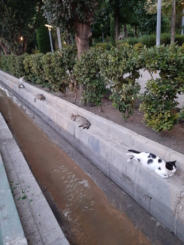 رعایت #فاصله‌گذاری_اجتماعی در #پارک_هنرمندان_PopePiusXiii_#گربه📡 @VahidOnlineرعایت #فاصله‌گذاری_اجتماعی در #پارک_هنرمندان_PopePiusXiii_#گربه📡 @VahidOnline