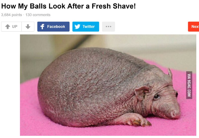 اون #جوجه‌تیغی رو در 9gag بااین کپشن گذاشتندtwitter.com/inamhaRhsarA/status/789605454192058368@VahidOnlineچیزیه که شایدنخواهید فرزندان براتون ترجمه کنند. سر #مدونا خیلی‌هاشون معذب شدند گله کردند 