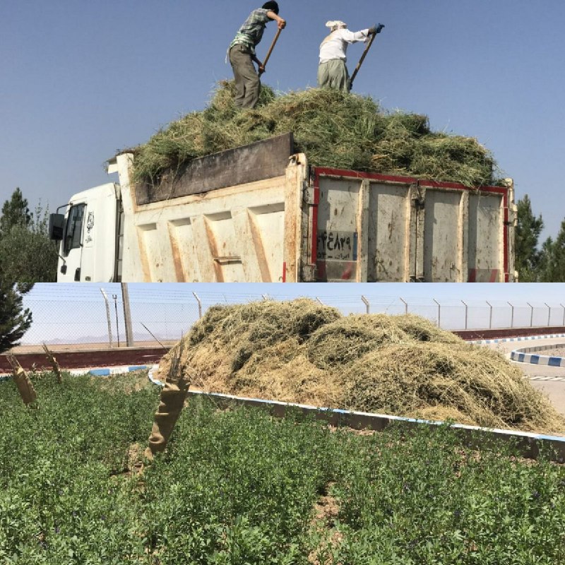 کارکنان کارخانه الکترود گرافیتی #اردکان در محوطه کارخانه #علوفه میکارند تا برای تغذیه #حیات_وحش در مناطق خشک بفرستند!#نذرطبیعت 1mohitban