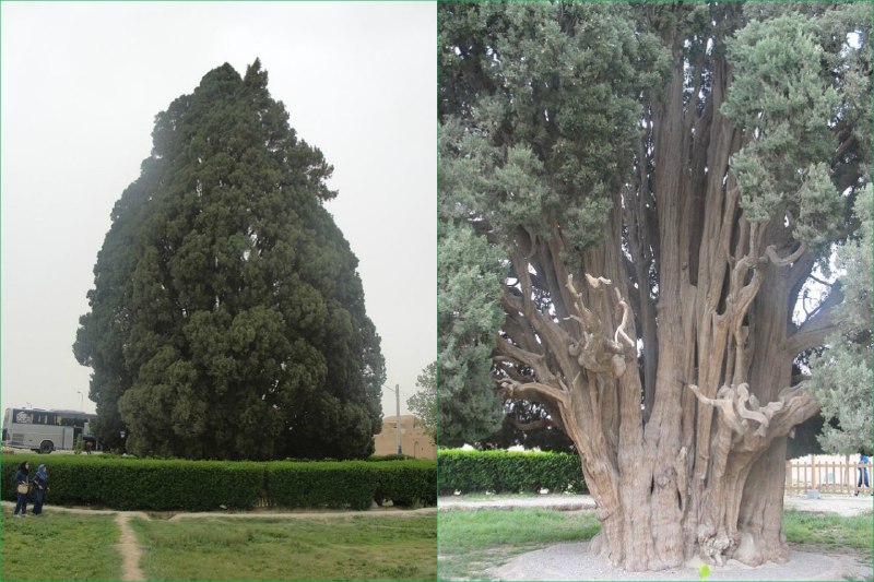 #سروابرکوه که میگن از قدیمی‌ترین موجودات زنده جهانه و فروردین ماه «تابناک» در یک خبر اشتباه یا #دروغ۱۳ نوشته بود به‌خاطر سهل‌انگاری یک گروه گردشگر در آتش سوخت!t.me/VahidOnline/7893📡 @VahidOnline