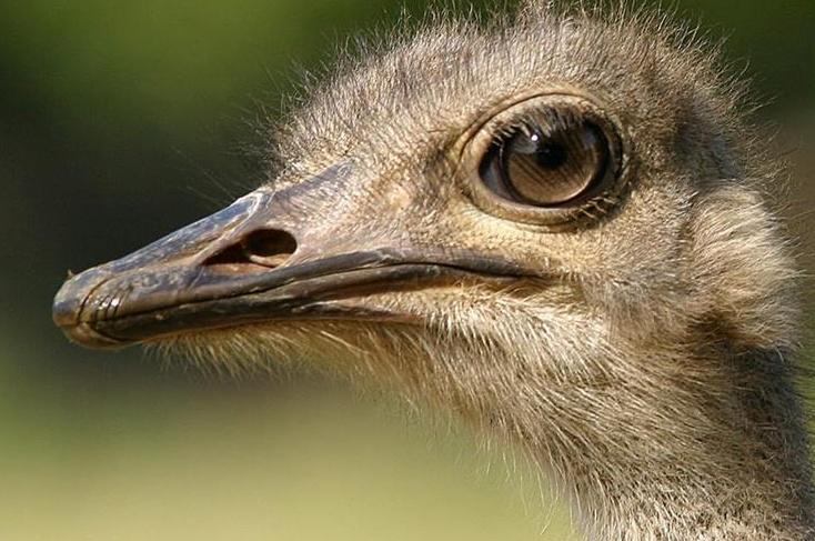 Aghae_C t.co/Ope7JkfhBW#چشم ش از #مغز ش بزرگتره. مثل #شترمرغ نباشیم@VahidOnlineآره انگار vhdo.nl/2bZ1uqqگویا #سریع #ترین #دونده ۲پاست وتا نیم‌ساعت میتونه ۲برابر #سریع‌ترین آدم بدوه vhdo.nl/2bZ1Mxo