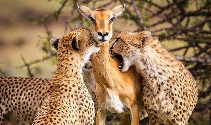 وضعیت ایران توی گروه B FI_ROU_ZE