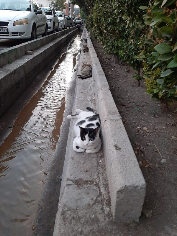 رعایت #فاصله‌گذاری_اجتماعی در #پارک_هنرمندان_PopePiusXiii_#گربه📡 @VahidOnlineرعایت #فاصله‌گذاری_اجتماعی در #پارک_هنرمندان_PopePiusXiii_#گربه📡 @VahidOnline