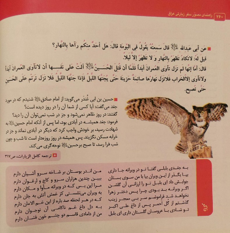 گفتم شاید خواستید بدونید چرا #جغد ها در روز ظاهر نمی‌شوند و شب‌ها میتوان آن را دید!pusat19781357