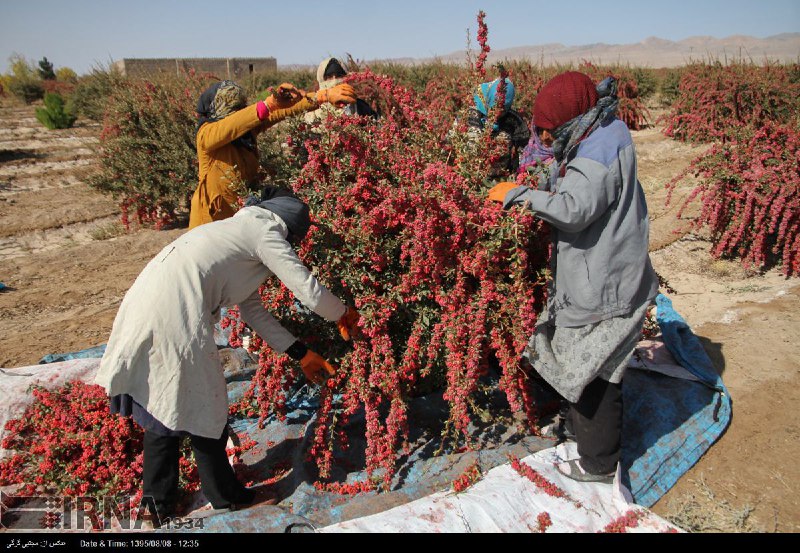 IranNewspaper