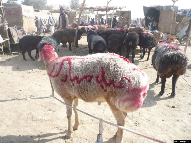 حقوق حیوانات در ایران