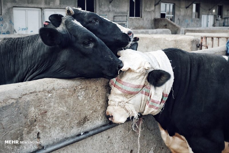 حقوق حیوانات در ایران
