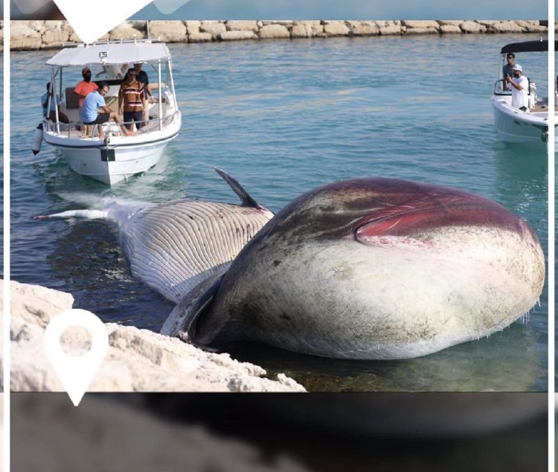 برای دومین بار طی دو هفته اخیر، لاشه یک #نهنگ در سواحل جزیره #کیش مشاهده شد. IranIntl📡 @VahidOnlineبرای دومین بار طی دو هفته اخیر، لاشه یک #نهنگ در سواحل جزیره #کیش مشاهده شد. IranIntl📡 @VahidOnline