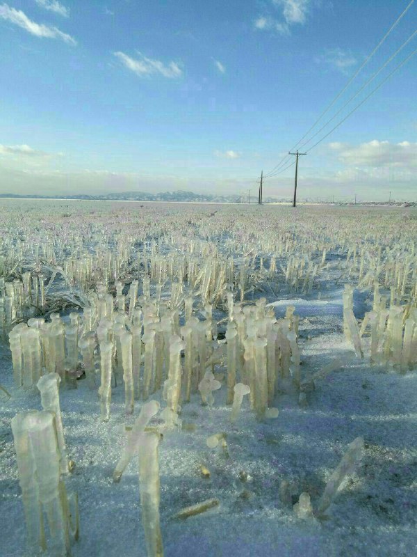 #مزرعه_یخ، #کلیدر، #خراسان_رضویبه گفته ایشون