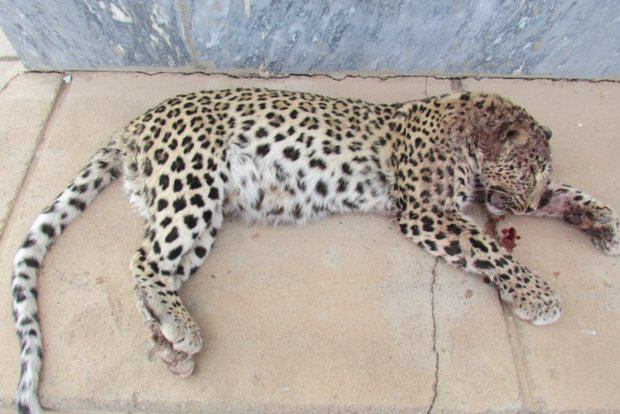 یک #پلنگ ایرانی در منطقه حفاظت شده #توران به ضرب اصابت گلوله تلف شد.#محیط_زیست #سمنان