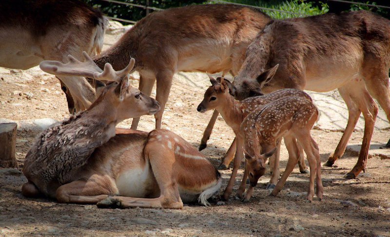 برای نخستین بار در کشور #گوزن_زرد ایرانی یک گونه منقرض شده در طبیعت ایران در فضای باغ وحش ارم، دوقلو به دنیا آورد.IranNewspaper