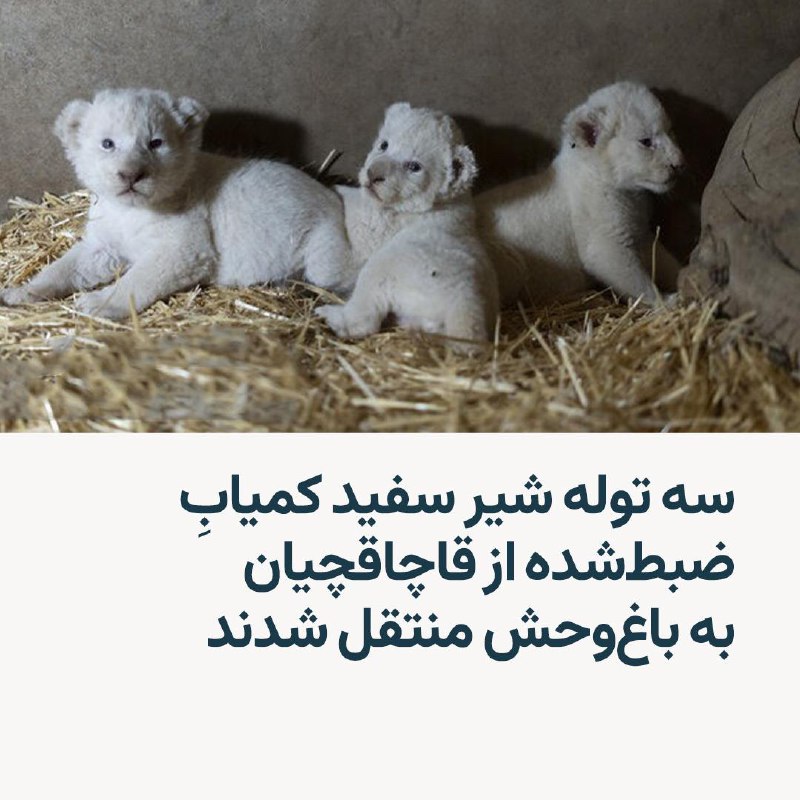 RadioFarda‌|‌راديو فردا (@RadioFarda_)