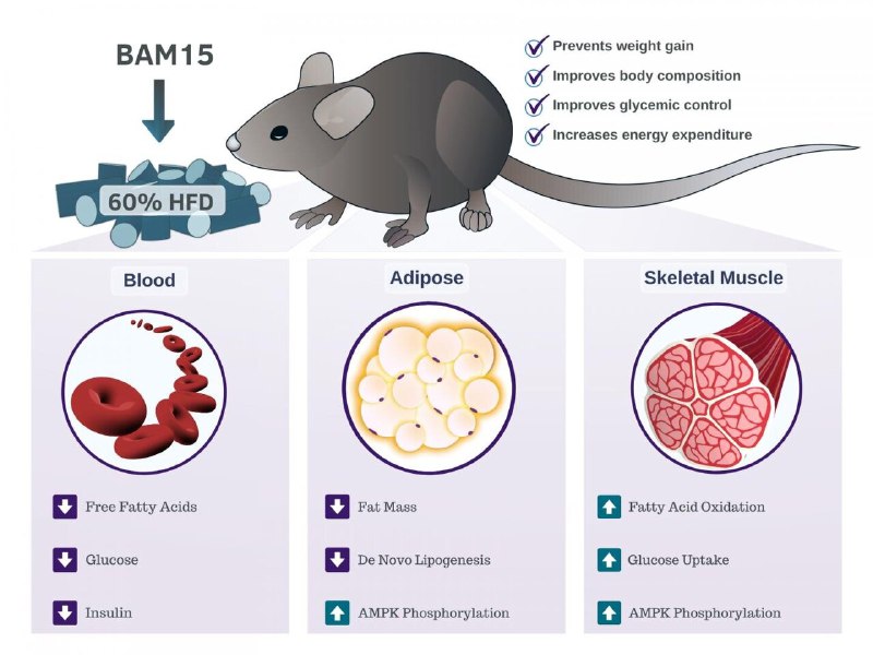 Study discovers BAM15 as a potential treatment for obesity