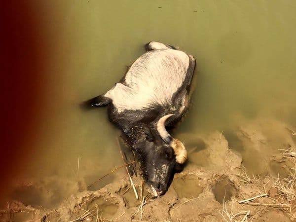 خبرگزاری هرانا