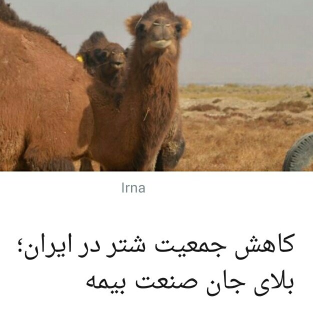 والتر وایت